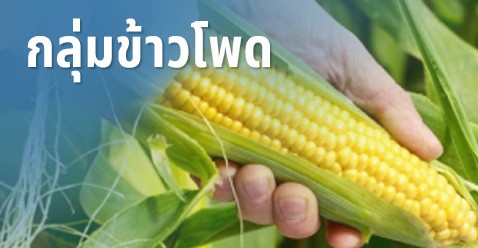 กลุ่มข้าวโพด